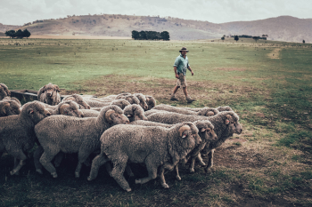 Merino wool sheep and herder